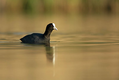 BUITEN BEELD Foto: 402718