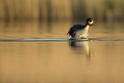 BUITEN BEELD Foto: 402719