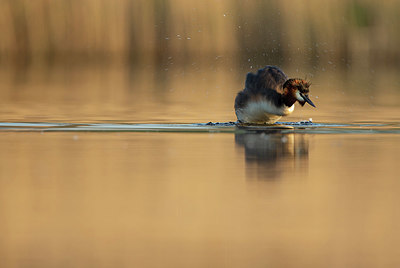 BUITEN BEELD Foto: 402720