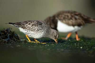 BUITEN BEELD Foto: 402729