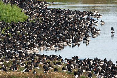 BUITEN BEELD Foto: 402738