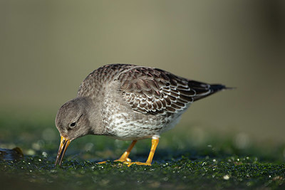 BUITEN BEELD Foto: 402811