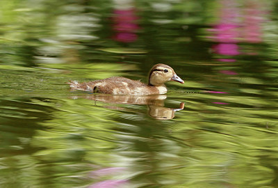 BUITEN BEELD Foto: 402966