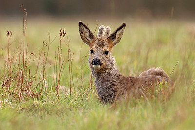 BUITEN BEELD Foto: 402968