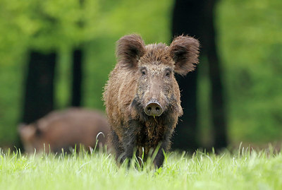 BUITEN BEELD Foto: 402971