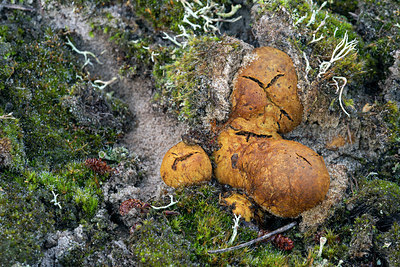 BUITEN BEELD Foto: 402984