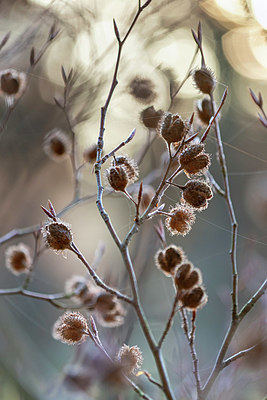 BUITEN BEELD Foto: 403016