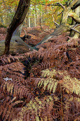 BUITEN BEELD Foto: 403031