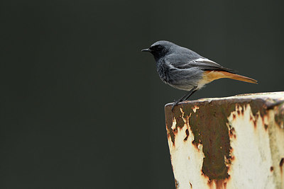 BUITEN BEELD Foto: 403100