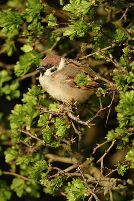 BUITEN BEELD Foto: 403102