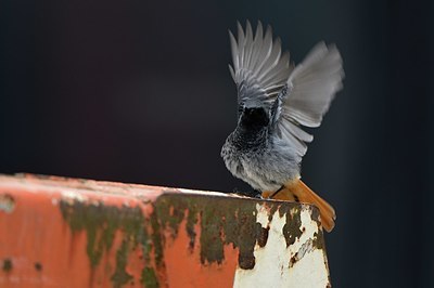 BUITEN BEELD Foto: 403105