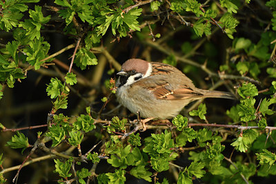 BUITEN BEELD Foto: 403107