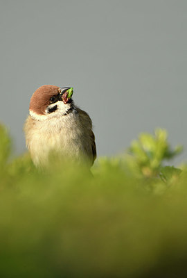 BUITEN BEELD Foto: 403117