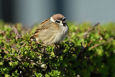 BUITEN BEELD Foto: 403119