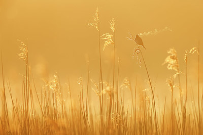 BUITEN BEELD Foto: 403139