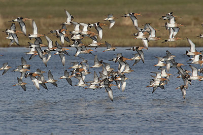 BUITEN BEELD Foto: 403159