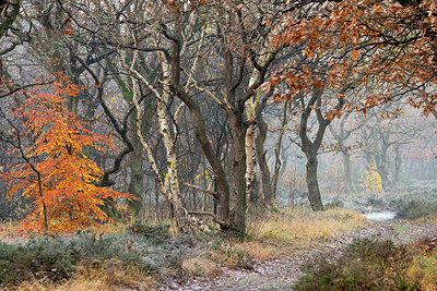BUITEN BEELD Foto: 403162