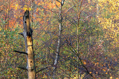 BUITEN BEELD Foto: 403190
