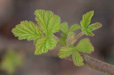 BUITEN BEELD Foto: 403196