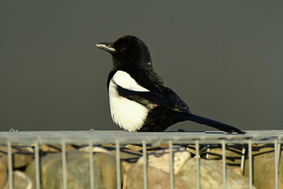 BUITEN BEELD Foto: 403212