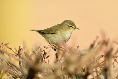 BUITEN BEELD Foto: 403217
