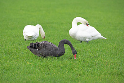 BUITEN BEELD Foto: 403224