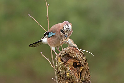 BUITEN BEELD Foto: 403232