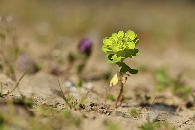 BUITEN BEELD Foto: 403242