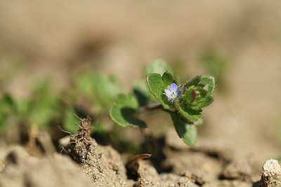 BUITEN BEELD Foto: 403246