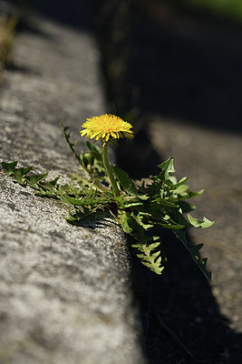BUITEN BEELD Foto: 403247
