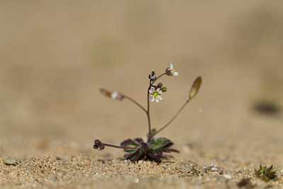 BUITEN BEELD Foto: 403248