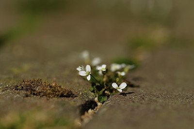 BUITEN BEELD Foto: 403249