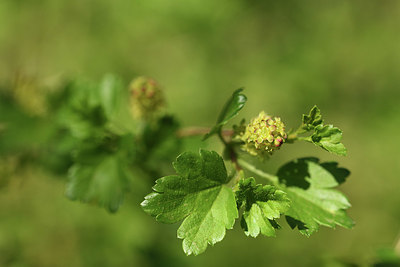 BUITEN BEELD Foto: 403252