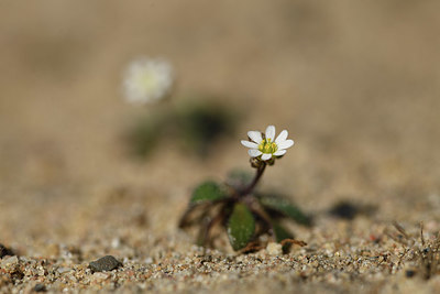 BUITEN BEELD Foto: 403261