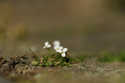 BUITEN BEELD Foto: 403262