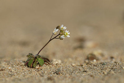 BUITEN BEELD Foto: 403263