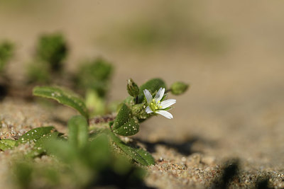 BUITEN BEELD Foto: 403265