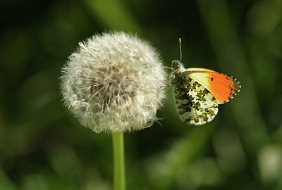 BUITEN BEELD Foto: 403511
