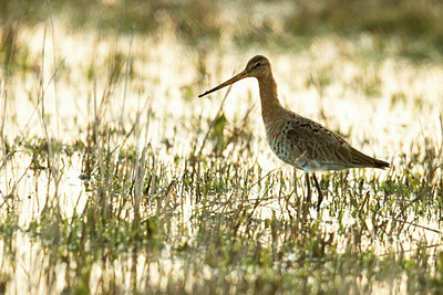 BUITEN BEELD Foto: 403522