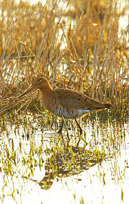 BUITEN BEELD Foto: 403523