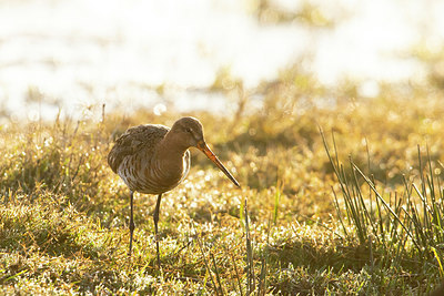 BUITEN BEELD Foto: 403525