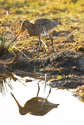 BUITEN BEELD Foto: 403526