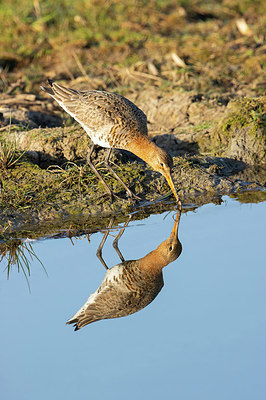 BUITEN BEELD Foto: 403528