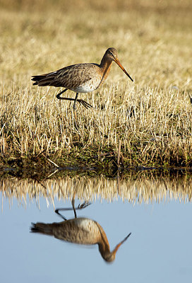 BUITEN BEELD Foto: 403530