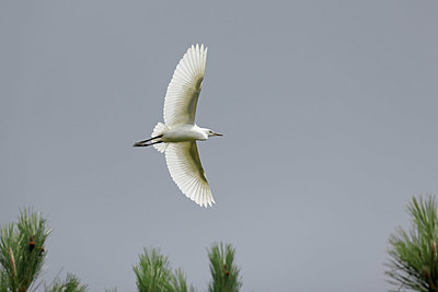 BUITEN BEELD Foto: 403566