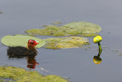 BUITEN BEELD Foto: 403571