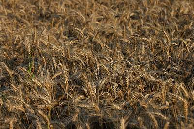 BUITEN BEELD Foto: 403593