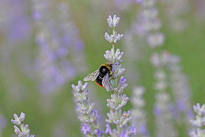 BUITEN BEELD Foto: 403607