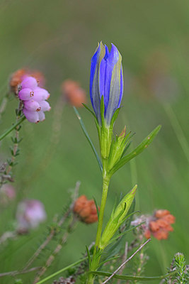 BUITEN BEELD Foto: 403615