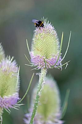 BUITEN BEELD Foto: 403619